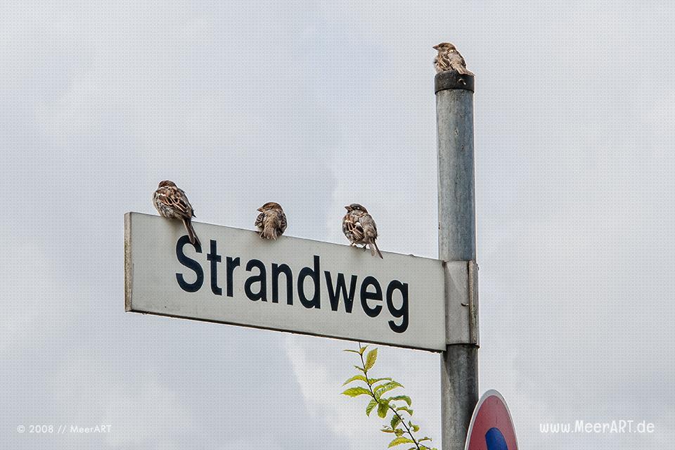 Spatzen auf einem Straßenschild in Travemünde // Foto: MeerART