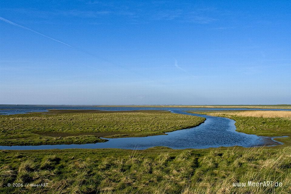 Naturschutzgebiet an der Nordsee // Foto: MeerART