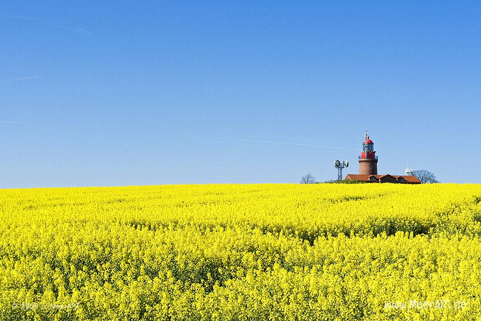 Leuchtturm von Bastorf in einem Rapsfeld // Foto: MeerART
