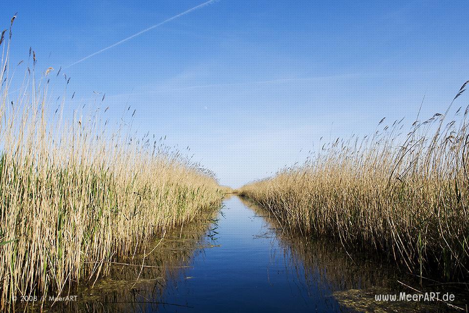 Wasserlauf in einem Naturschutzgebiet in Prerow // Foto: MeerART