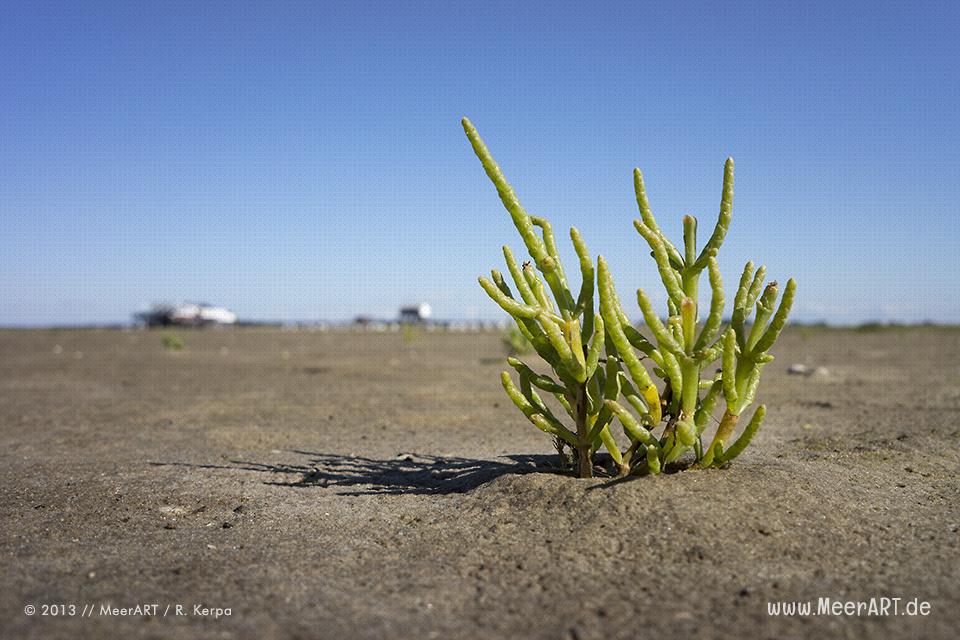 Queller im Watt vor St. Peter-Ording // Foto: R. Kerpa