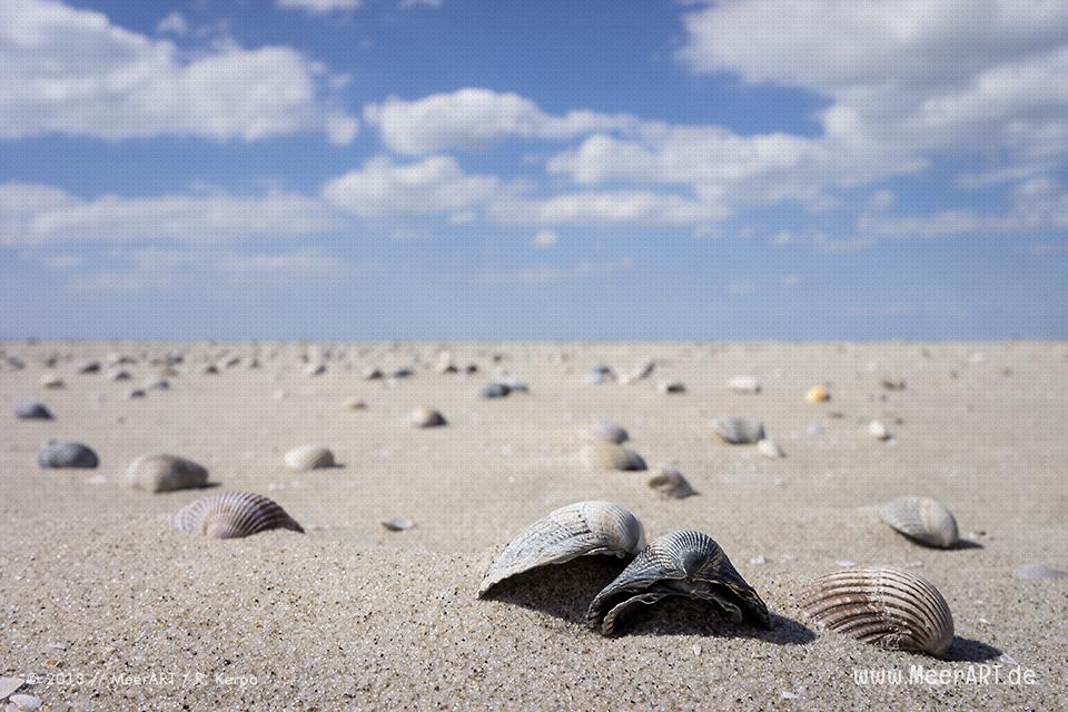Muscheln auf einer Sandbank im Watt vor St. Peter-Ording // Foto: R. Kerpa