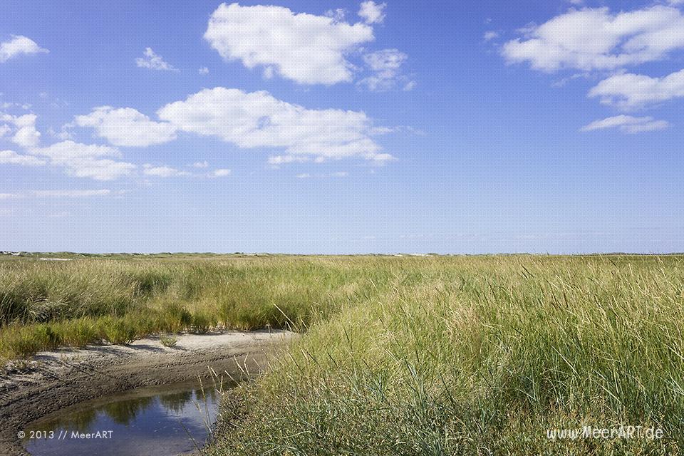 Salzwiesen an der Nordseeküste am Strand von St. Peter-Ording // Foto: MeerART