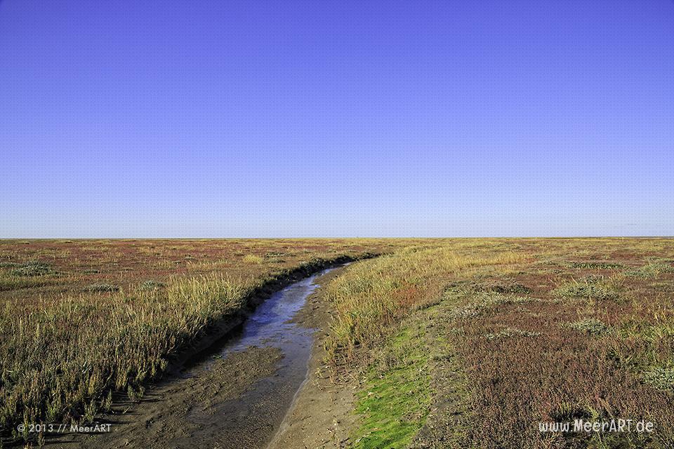 Salzwiesen an der Nordseeküste im Naturpark Wattenmeer vor Westerhever // Foto: MeerART