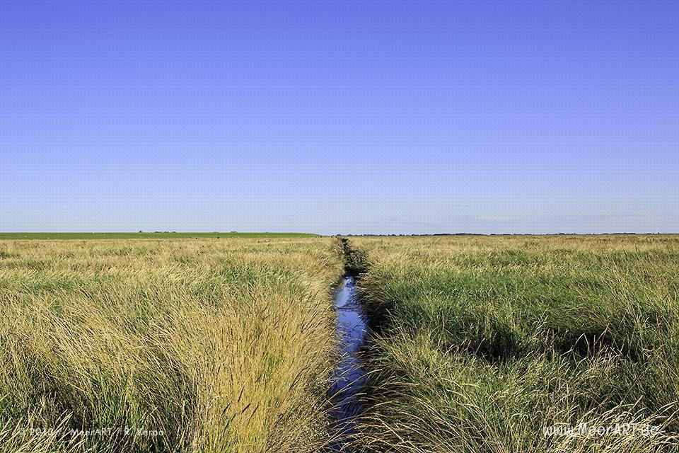 Salzwiesen an der Nordseeküste im Naturpark Wattenmeer vor Westerhever // Foto: R. Kerpa