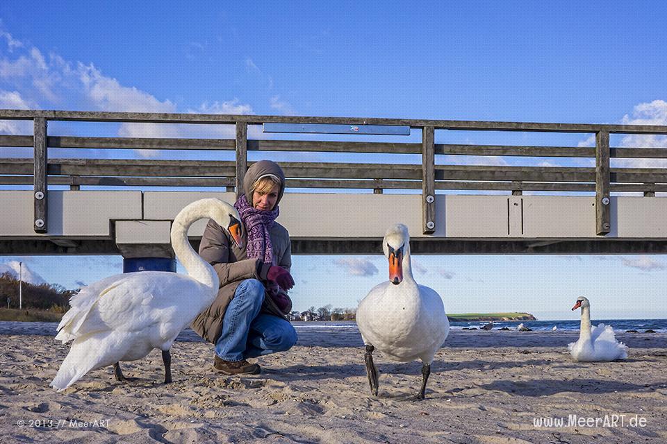 Rudi – der hinkenden Schwan von Boltenhagen // Foto: MeerART