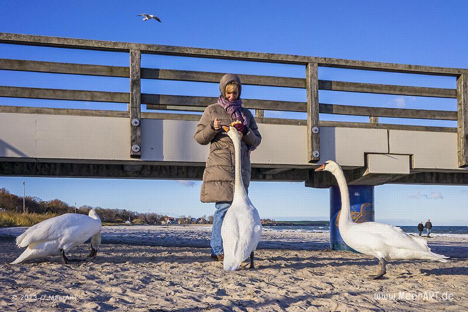 Rudi – der hinkenden Schwan von Boltenhagen // Foto: MeerART
