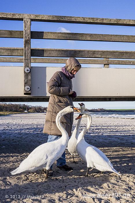 Rudi – der hinkenden Schwan von Boltenhagen // Foto: MeerART