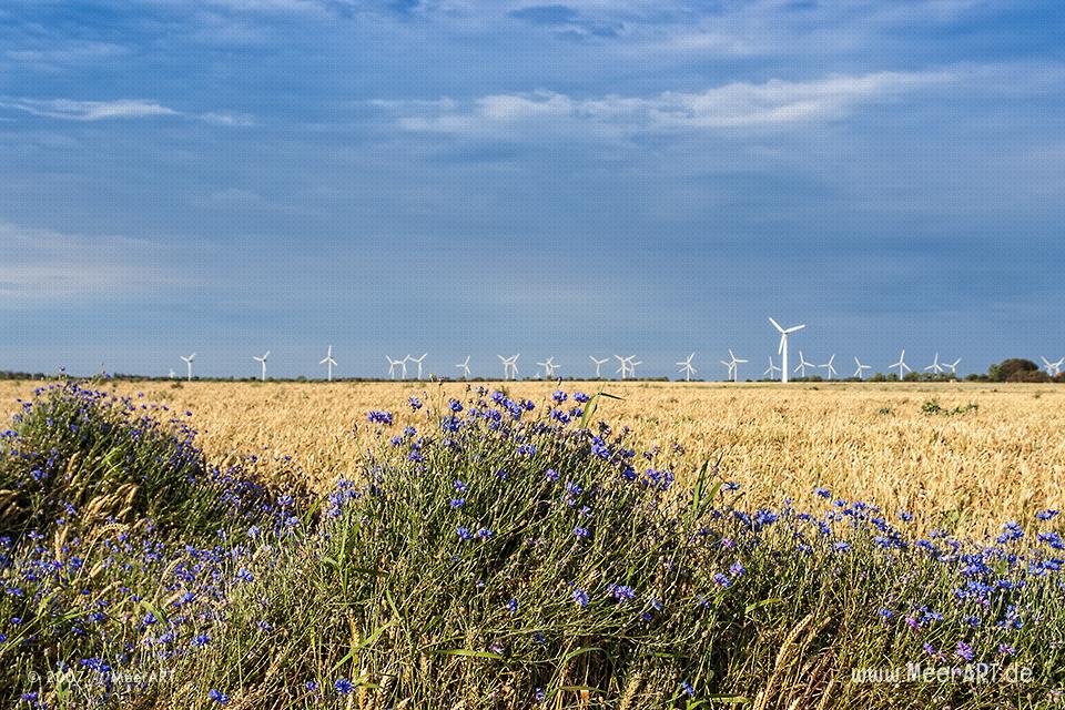 Kornblumen und Windräder auf Fehmarn // Foto: MeerART