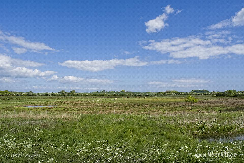Das Naturschutzgebiet am Ausgang der Flensburger Förde, die “Geltinger Birk” // Foto: MeerART