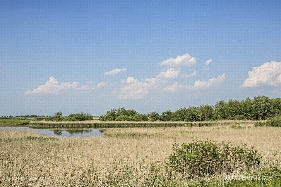 Naturschutzgebiet Meldorfer Bucht // Foto: MeerART