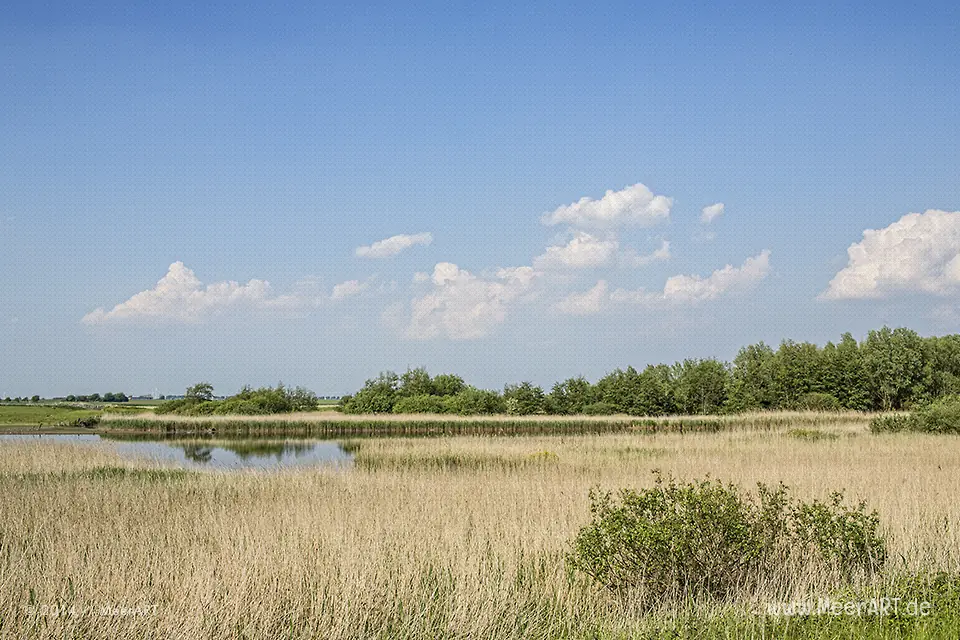 Naturschutzgebiet Meldorfer Bucht // Foto: MeerART