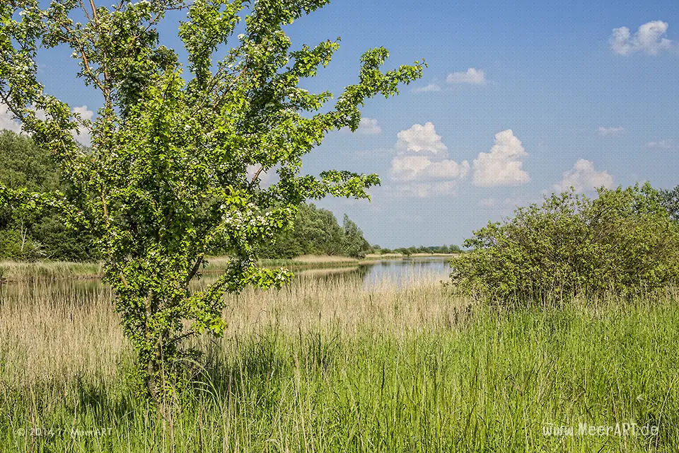 Naturschutzgebiet Meldorfer Bucht // Foto: MeerART
