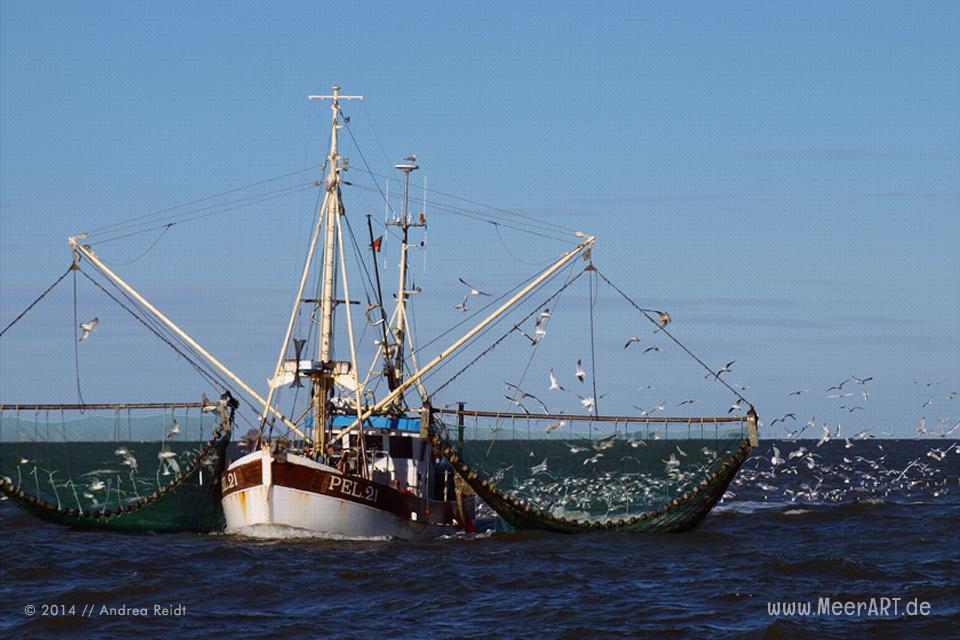 Viel Meer – Nordfriesische Inseln und Halligen // Foto: Andrea Reidt