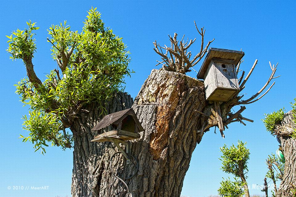 Vogelhaus und Nistkasten an einem Baum // Foto: MeerART