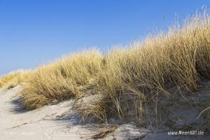 Dünen an einem Strandabschnitt an der Ostsee // Foto: MeerART