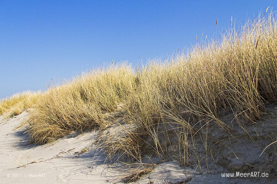 Dünen an einem Strandabschnitt an der Ostsee // Foto: MeerART