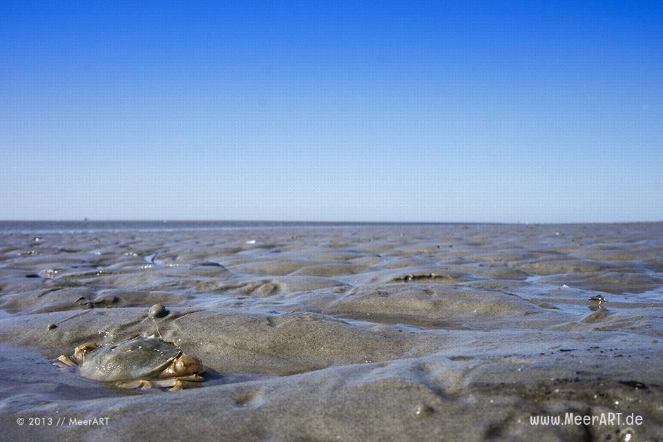 Ein Krebs im Watt vor St. Peter Ording // Foto: MeerART