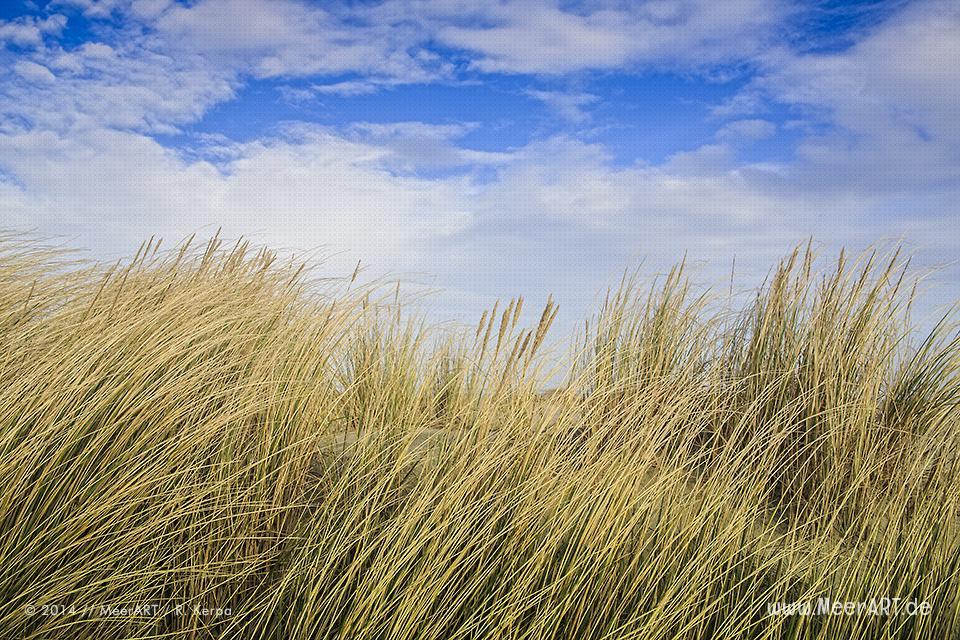 Dünengras am Strand von St. Peter-Ording // Foto: R. Kerpa