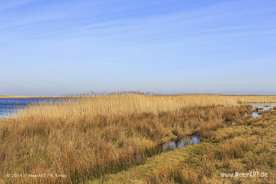 Salzsee im Naturschutzgebiet bei Westermarkelsdorf auf der Ostseeinsel Fehmarn // Foto: R. Kerpa