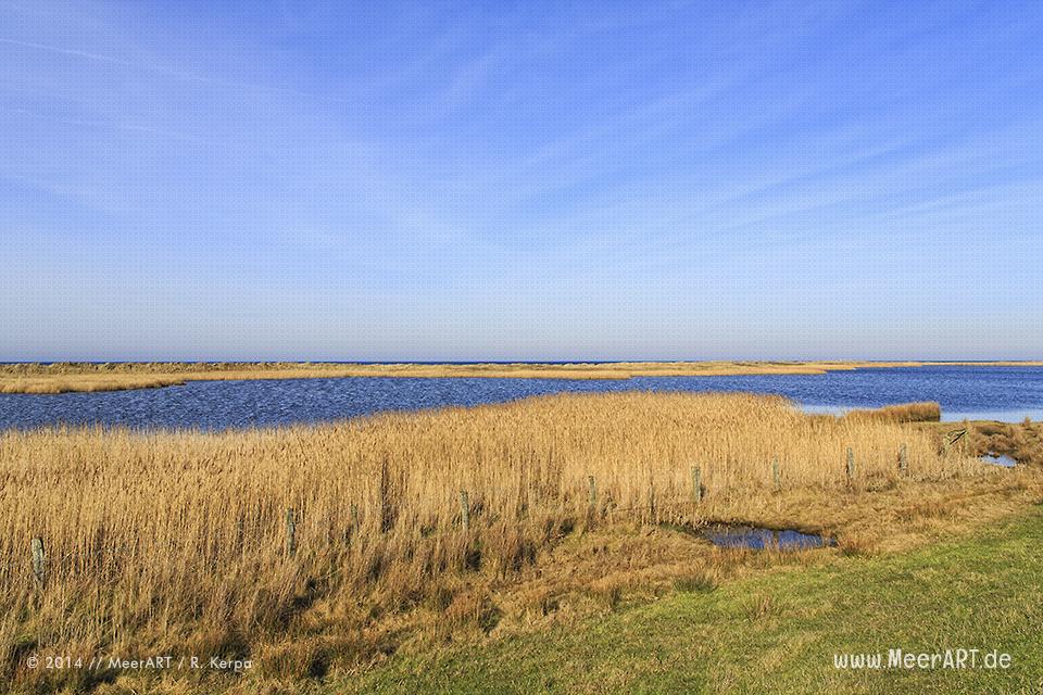 Salzsee im Naturschutzgebiet bei Westermarkelsdorf auf der Ostseeinsel Fehmarn // Foto: R. Kerpa