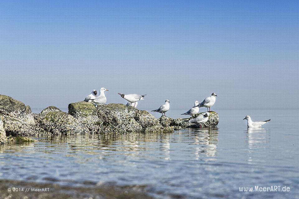Möwen sitzen auf im Wasser liegende Steine an einem Strandabschnitt an der Ostsee // Foto: MeerART