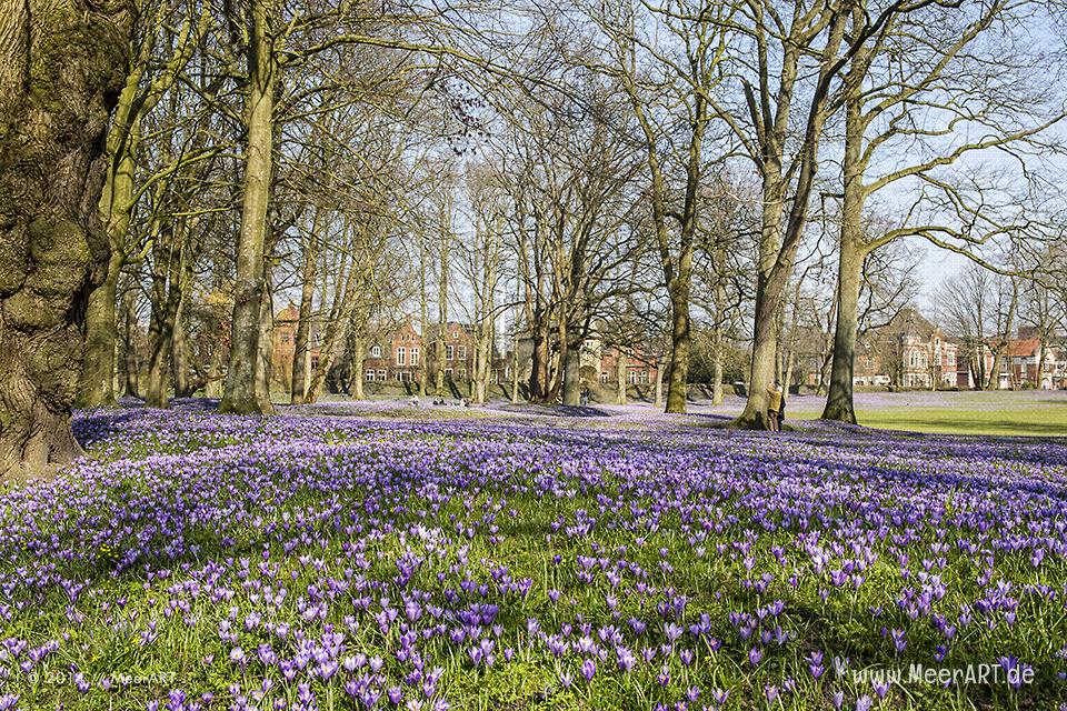 Die alljährliche Krokusblüte im Schlosspark von Husum // Foto: MeerART