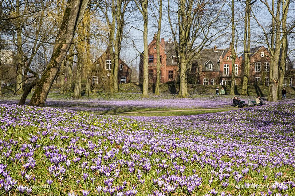 Die alljährliche Krokusblüte im Schlosspark von Husum // Foto: MeerART