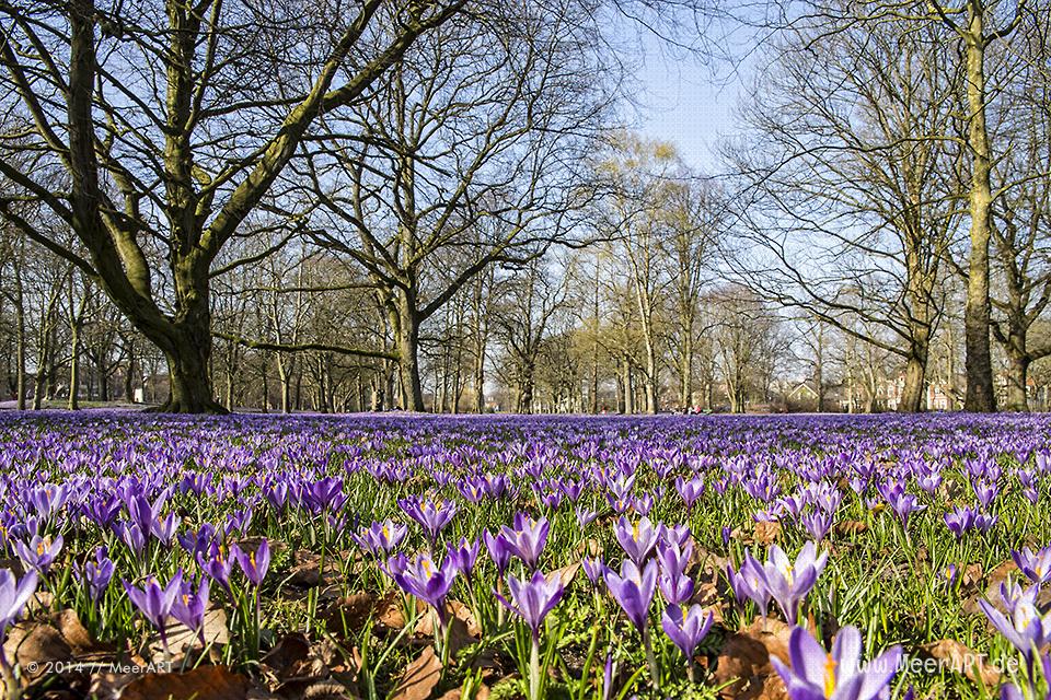 Die alljährliche Krokusblüte im Schlosspark von Husum // Foto: MeerART