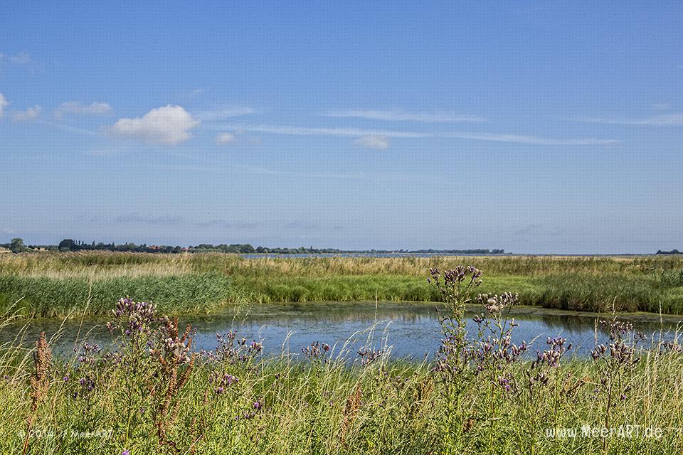 Naturschutzgebiet an der Ostseeküste am Poel-Damm in der Wismarer Bucht // Foto: MeerART
