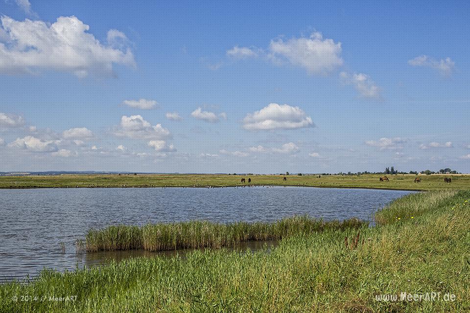Naturschutzgebiet an der Ostseeküste am Poel-Damm in der Wismarer Bucht // Foto: MeerART