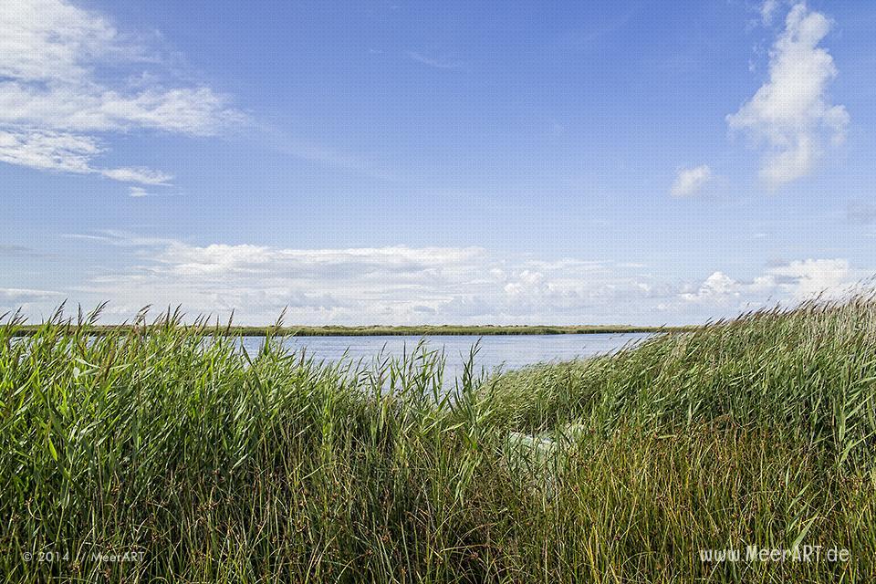 Impressionen aus dem Naturschutzgebiet Westermarkelsdorf auf der Ostseeinsel Fehmarn // Foto: MeerART