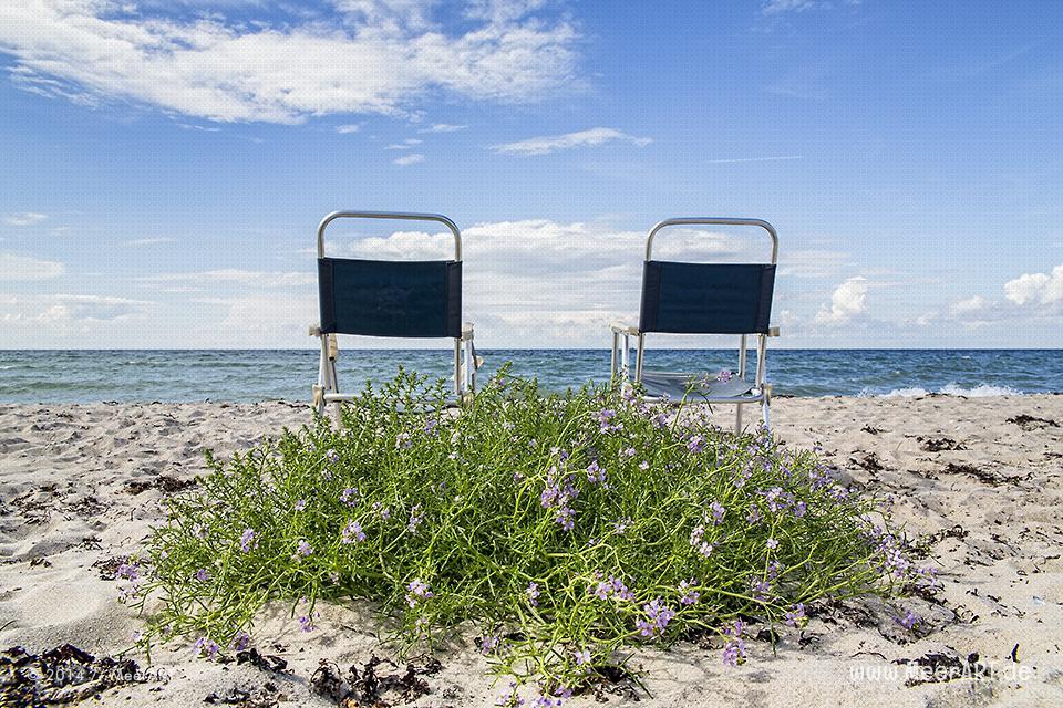 Impressionen aus dem Naturschutzgebiet Westermarkelsdorf auf der Ostseeinsel Fehmarn // Foto: MeerART