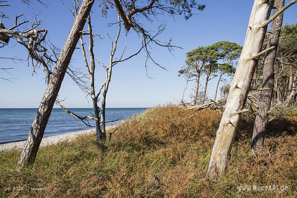 Strandabschnitt mit Kiefern am idyllischen Weststrand bei Ahrenshoop // Foto: MeerART