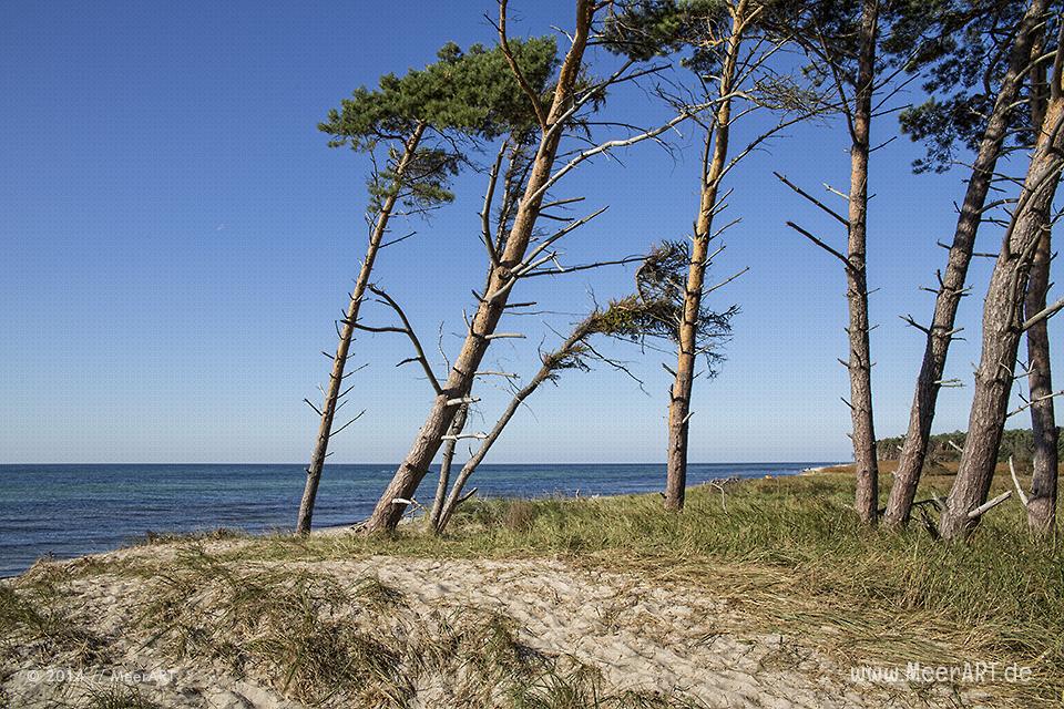 Strandabschnitt mit Kiefern am idyllischen Weststrand bei Ahrenshoop // Foto: MeerART