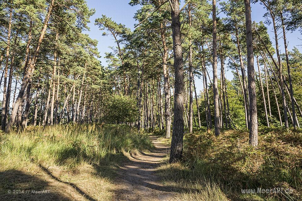 Kiefernwald am idyllischen Weststrand bei Ahrenshoop // Foto: MeerART