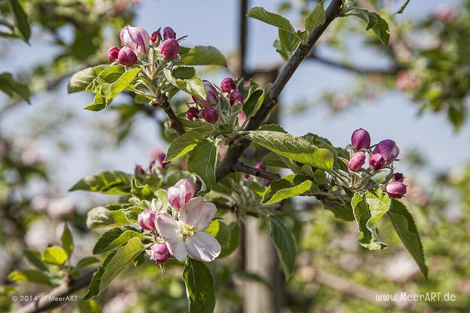 Die Apfelblüte im Alten Land bei Stade // Foto: MeerART