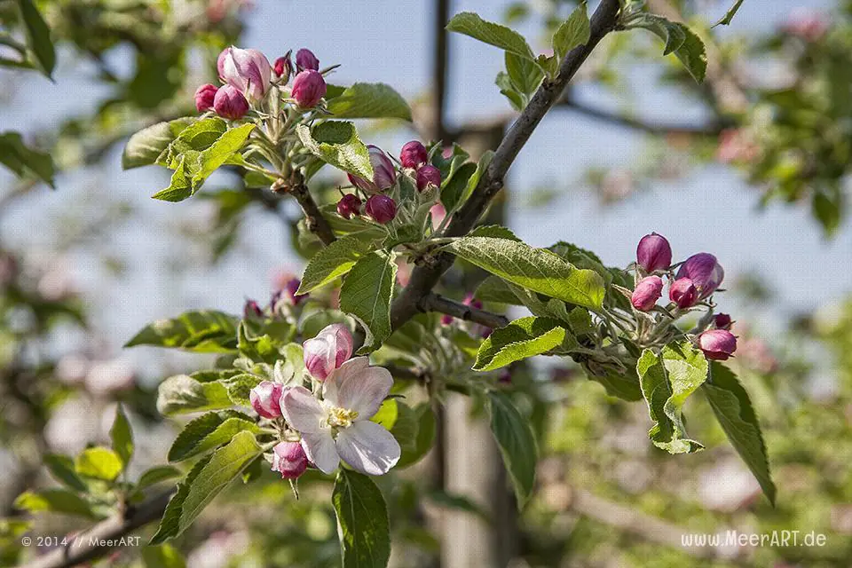 Die Apfelblüte im Alten Land bei Stade // Foto: MeerART