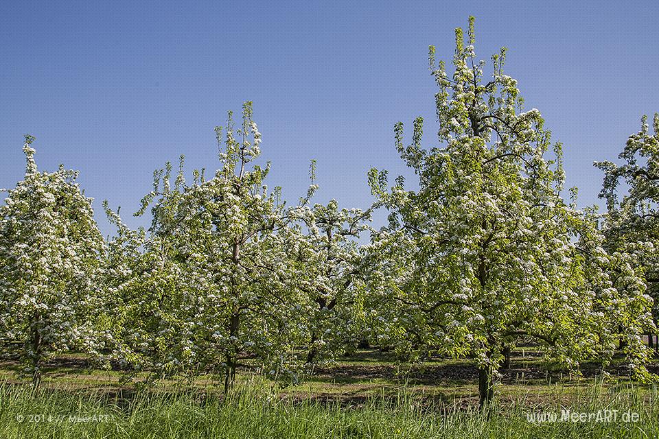 Die Apfelblüte im Alten Land bei Stade // Foto: MeerART