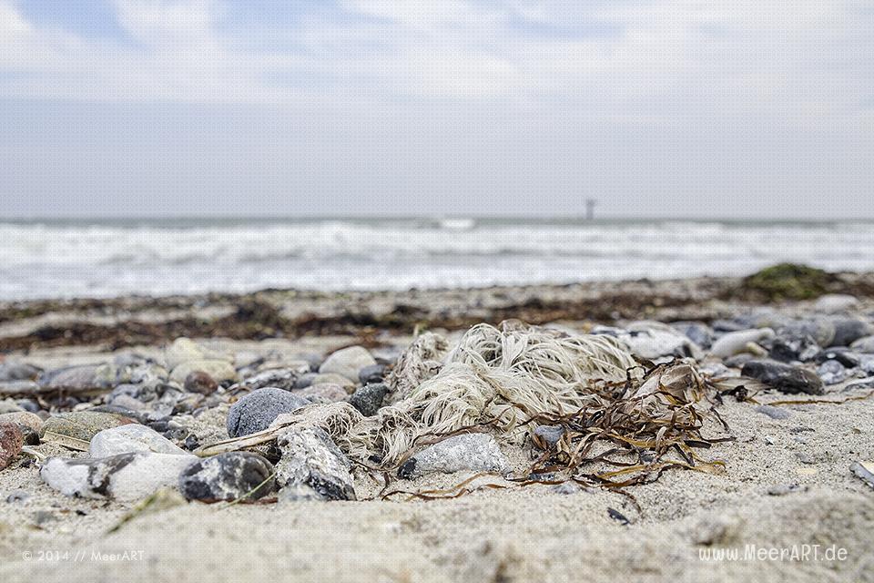 Eine verendete Möwe am Ostseestrand in Marienleuchte auf Fehmarn // Foto: MeerART