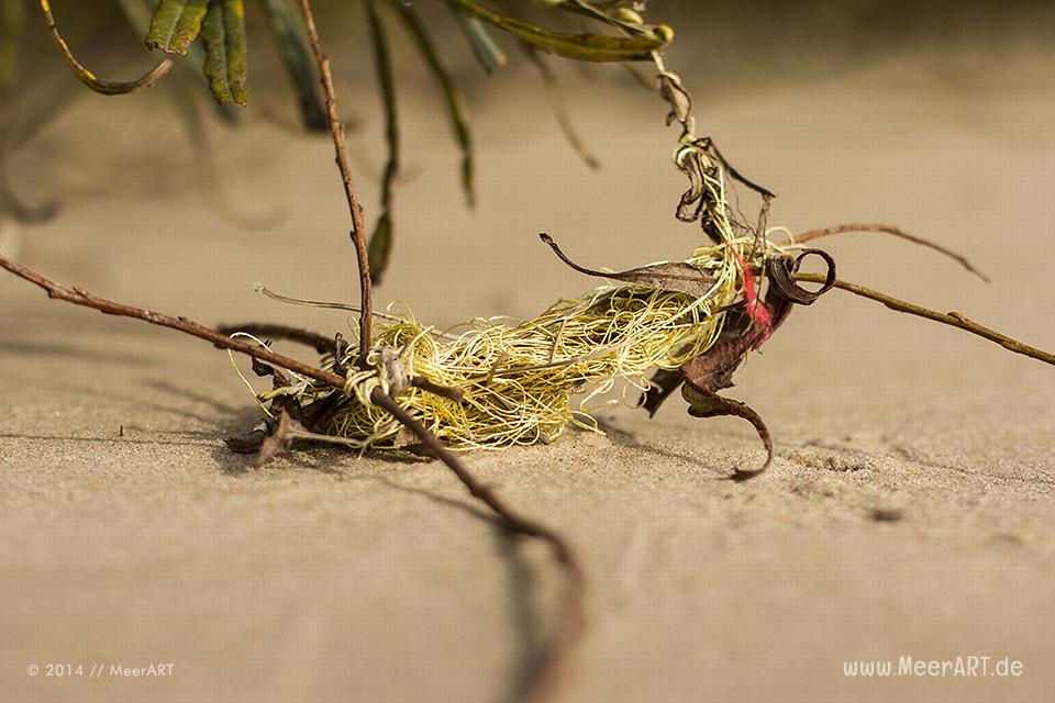 Viel Müll in der Natur auf der Elbinsel in Geesthacht // Foto: MeerART / Ralph Kerpa