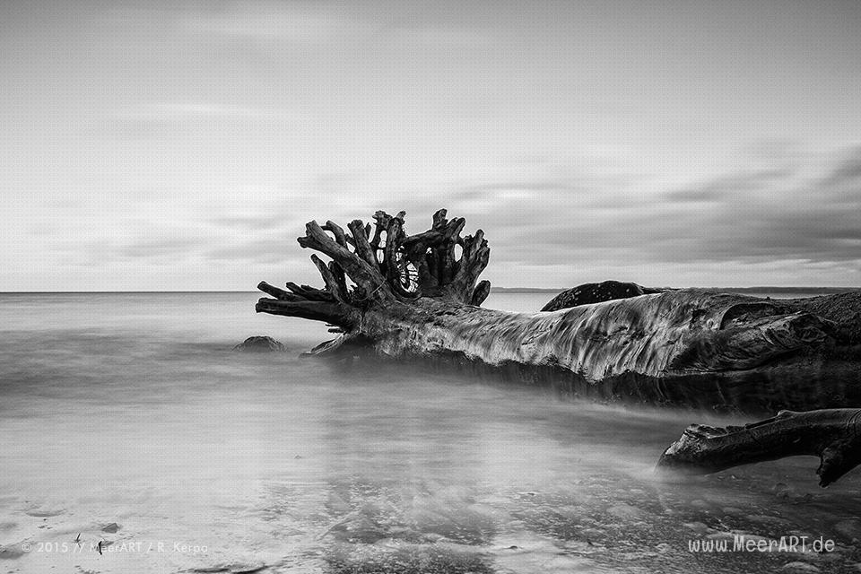 Ein entwurzelter Baum in der Ostsee am Strand beim Brodtener Steilufer // Foto: R. Kerpa
