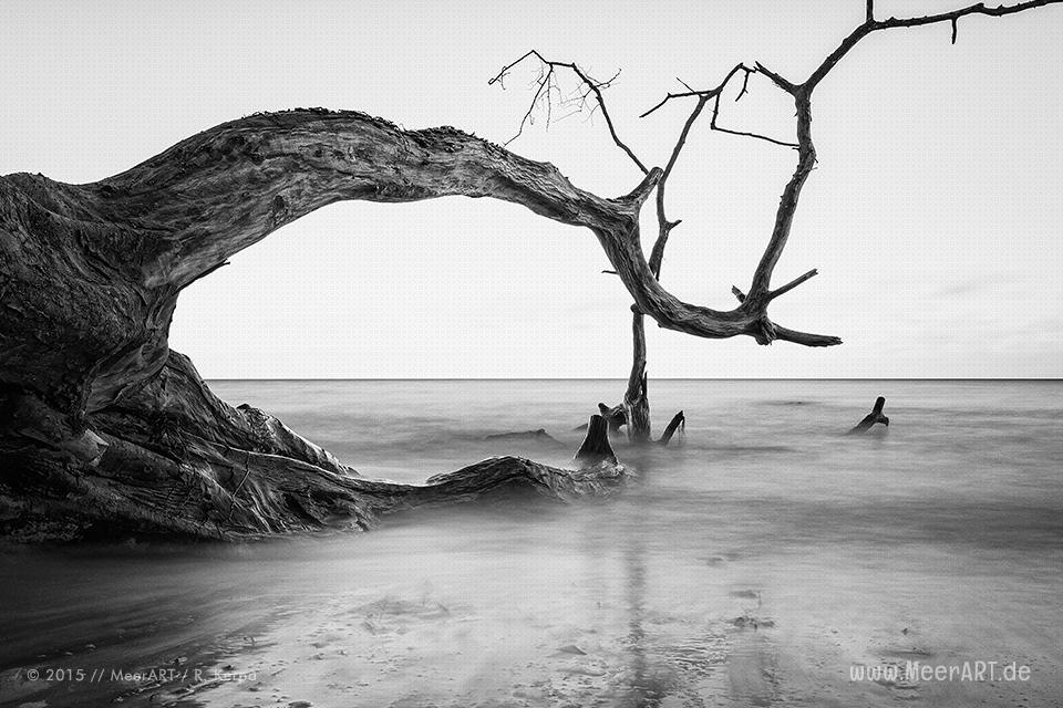 Gefallener Baum in der Ostsee am Steilufer von Brodten // Foto: R. Kerpa