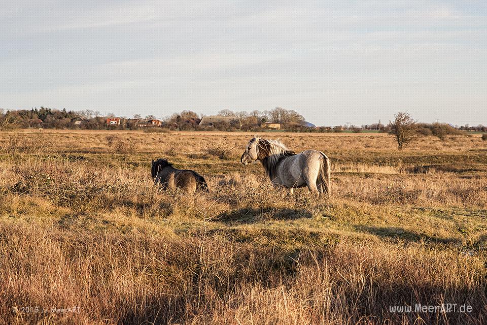 Impressionen aus dem Naturschutzgebiet "Wallnau" auf der Ostseeinsel Fehmarn // Foto: MeerART
