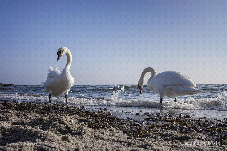 Zwei Schwäne am Ostseestrand in Sierksdorf // Foto: MeerART