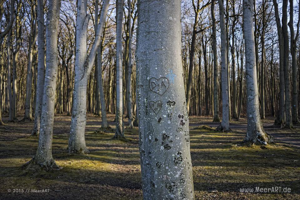 Impressionen vom idyllischen Strand und den Geisterwald in Nienhagen // Foto: MeerART