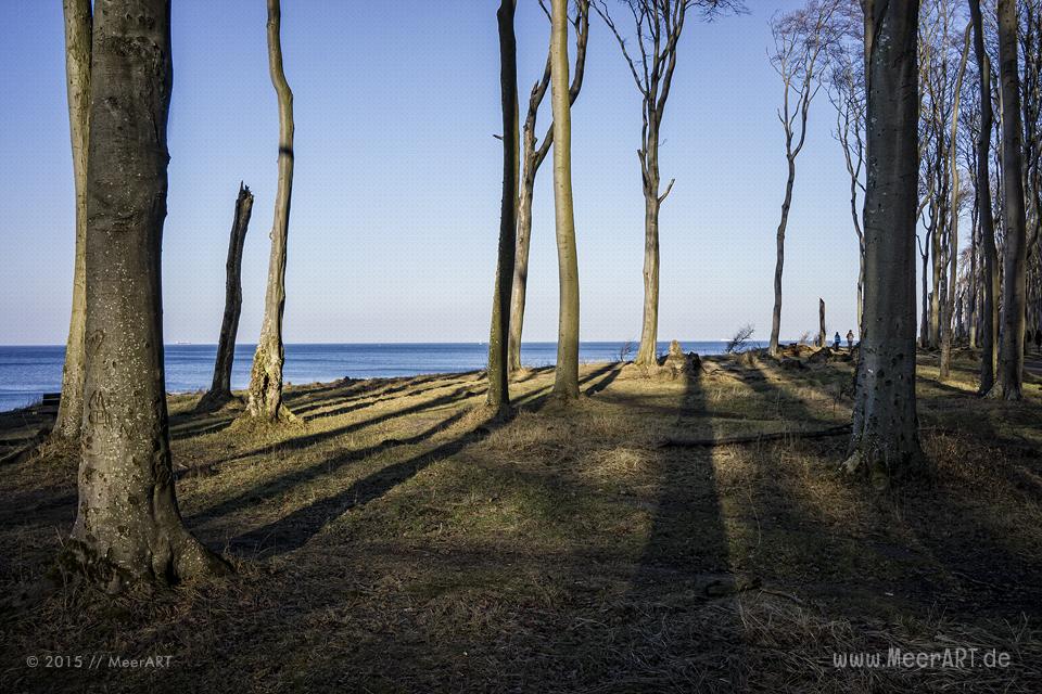 Impressionen vom idyllischen Strand und den Geisterwald in Nienhagen // Foto: MeerART