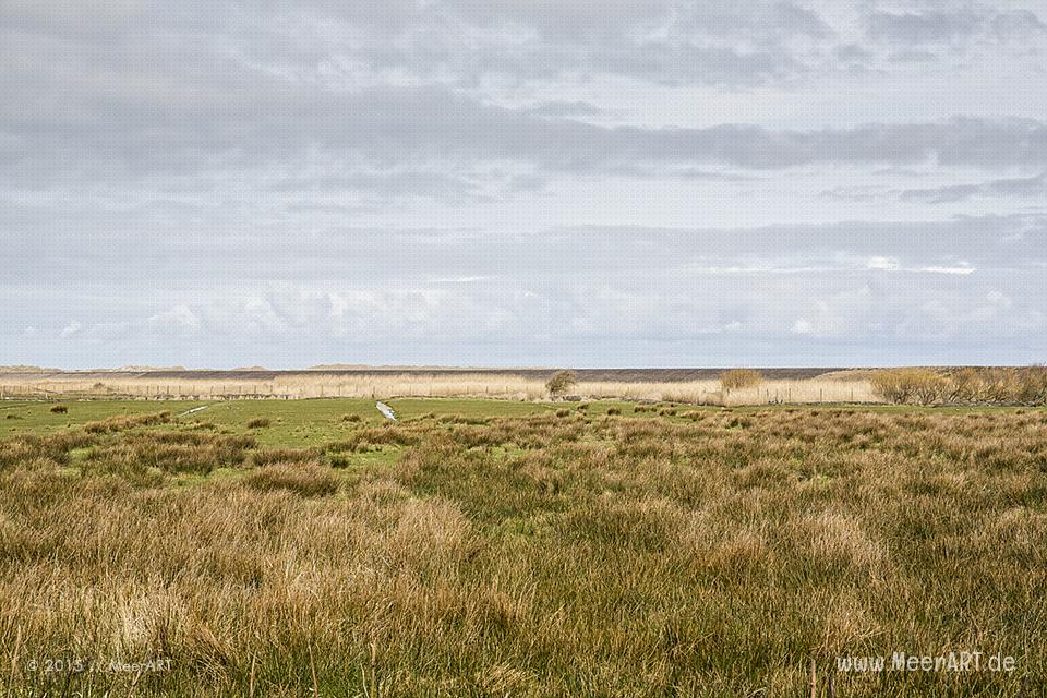 Impressionen von der Nordseeinsel Amrum und der beeindruckenden Dünenlandschaft // Foto: MeerART