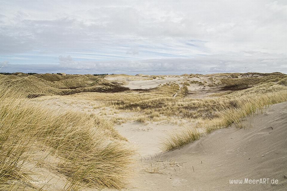 Impressionen von der Nordseeinsel Amrum und der beeindruckenden Dünenlandschaft // Foto: MeerART