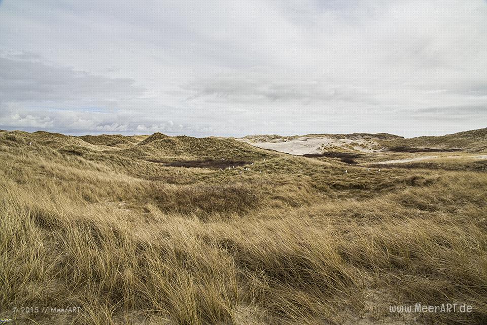 Impressionen von der Nordseeinsel Amrum und der beeindruckenden Dünenlandschaft // Foto: MeerART
